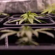Mega Power Plant Auto - Spliff Seeds