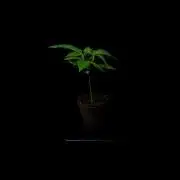 Spliffs Strawberry - Spliff Seeds