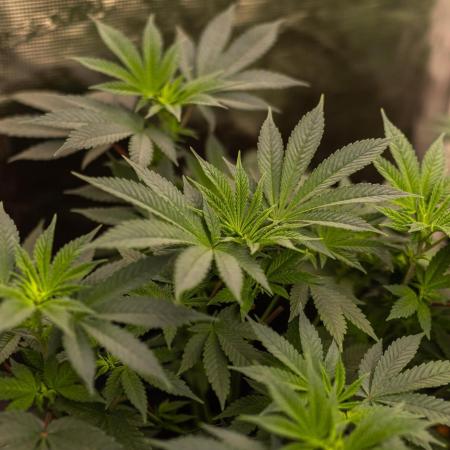 Spliff Seeds - CBD Medi Kush