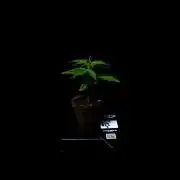 Guava Auto RF3 - FastBuds