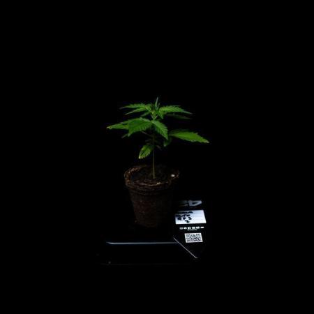 Guava Auto RF3 - FastBuds