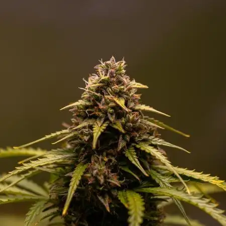 Blue Dream Auto - Spliff Seeds