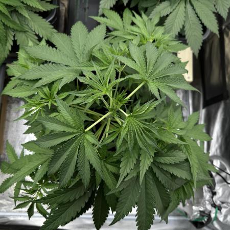Zkittlez - Spliff Seeds