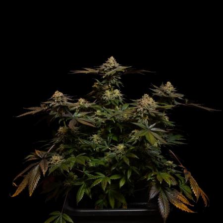 Tester 501x51 - Paradise Seeds