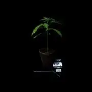 Banana Guava Auto - FastBuds