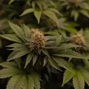 Acid - Paradise Seeds