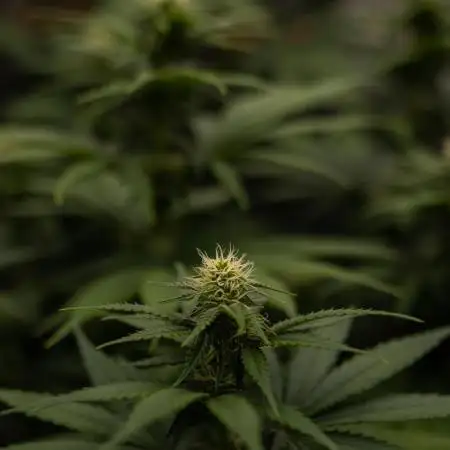 Mega Power Plant - Spliff Seeds