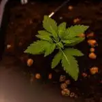 Spliff Seeds - CBD Medi Kush
