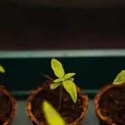 Banana Guava Auto - FastBuds