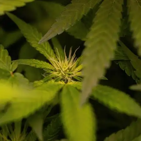 Spliff Seeds - AK