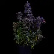 Spliff Seeds - Snow White #2