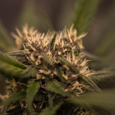 Strawberry Gorilla Auto RF3 - FastBuds