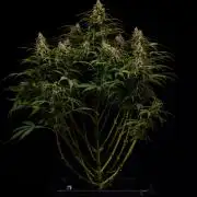 Dutch Auto - Spliff Seeds