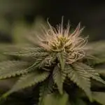 Super Skunk - Spliff Seeds