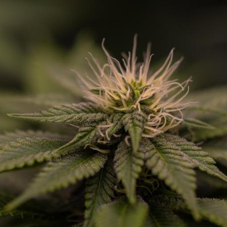 Super Skunk - Spliff Seeds