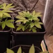 Gelato - Spliff Seeds
