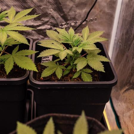 Gelato - Spliff Seeds