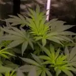 Spliff Seeds - AK