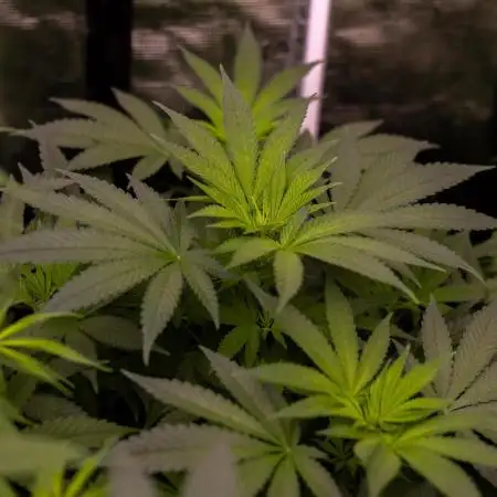 Spliff Seeds - AK