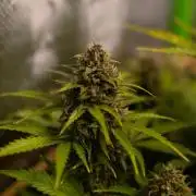 Blue Dream Auto - Spliff Seeds