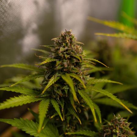 Blue Dream Auto - Spliff Seeds