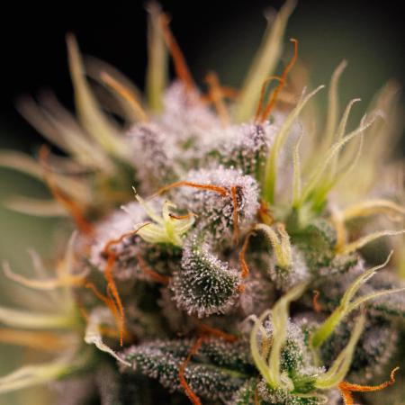 Paradise Seeds - Purple Mints