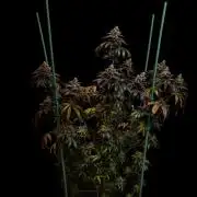 Rainbow Road - Paradise Seeds