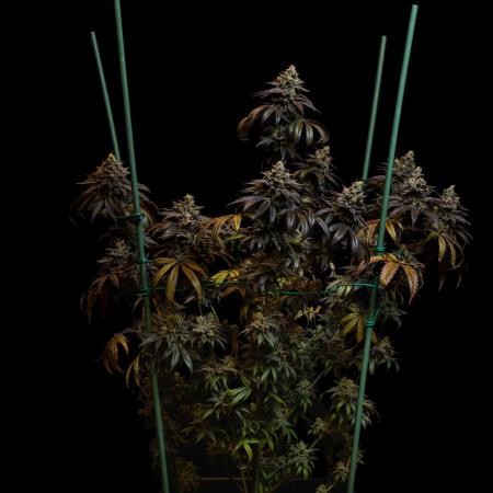 Rainbow Road - Paradise Seeds