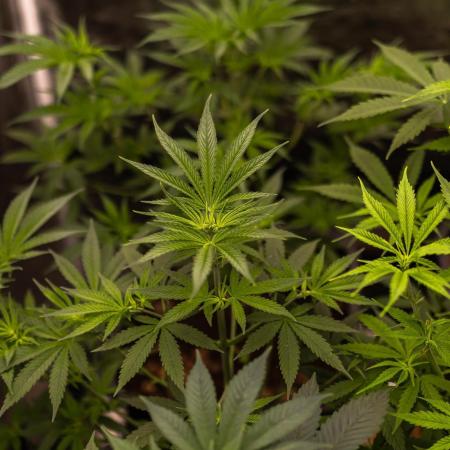 Spliff Seeds - Mint Runtz