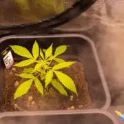 Paradise Seeds - Stromboli Auto