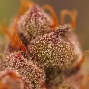 Strawberry Gorilla Auto RF3 - FastBuds