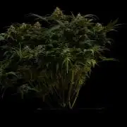 Mega Power Plant Auto - Spliff Seeds