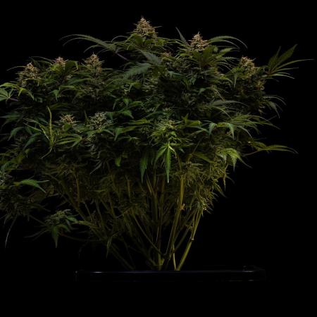 Mega Power Plant Auto - Spliff Seeds