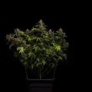 Zkittlez - Spliff Seeds