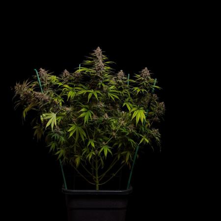 Zkittlez - Spliff Seeds