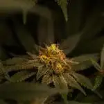 Paradise Seeds - Opium
