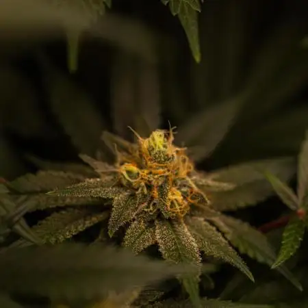 Paradise Seeds - Opium