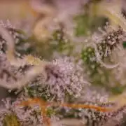 Tester# 494 x 1500 - Paradise Seeds