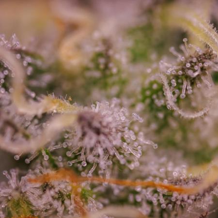 Tester# 494 x 1500 - Paradise Seeds
