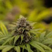 Gorilla Auto - Spliff Seeds