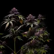 Paradise Seeds - Candy Breath