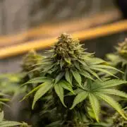 Bubblegun - Spliff Seeds