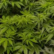 Spliff Seeds - Gelato Auto