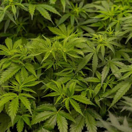 Spliff Seeds - Gelato Auto