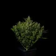 Blue Dream Auto - Spliff Seeds