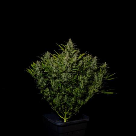 Blue Dream Auto - Spliff Seeds