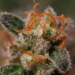 Fas Buds - Lemon Mandarin