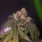 Gelato - Spliff Seeds