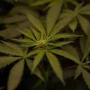 Purple Berry Kush - Spliff Seeds