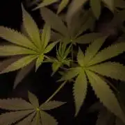 San Fernando Valley Kush-Paradise Seeds